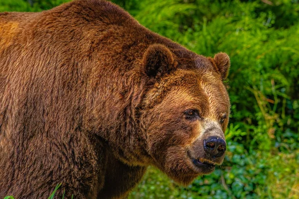 Velký Medvěd Grizzly Pozadí Lesa — Stock fotografie