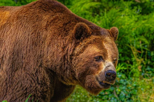 Grand Grizzli Sur Fond Une Forêt — Photo