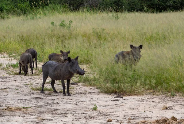 Group Common Warthogs Serengeti National Park Tanzania — Stock Photo, Image