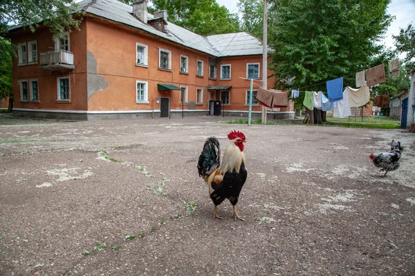 Closeup Shot Rooster Chickens Walking Yard Residential Building Background — Stock Photo, Image