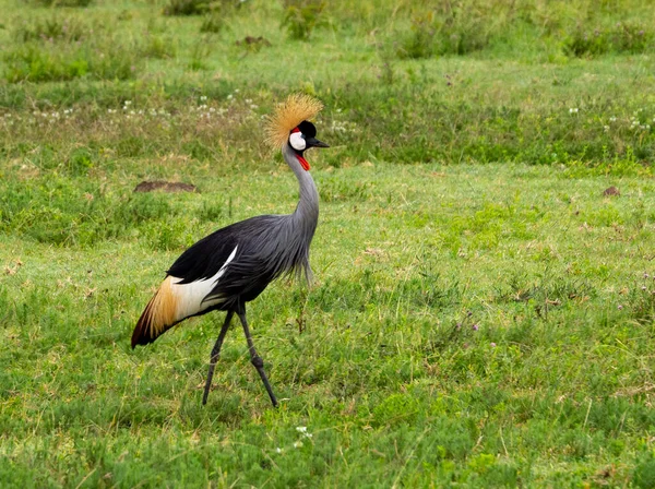 Guindaste Coroado Cinza Prado Verde Parque Nacional Serengeti Tanzânia — Fotografia de Stock