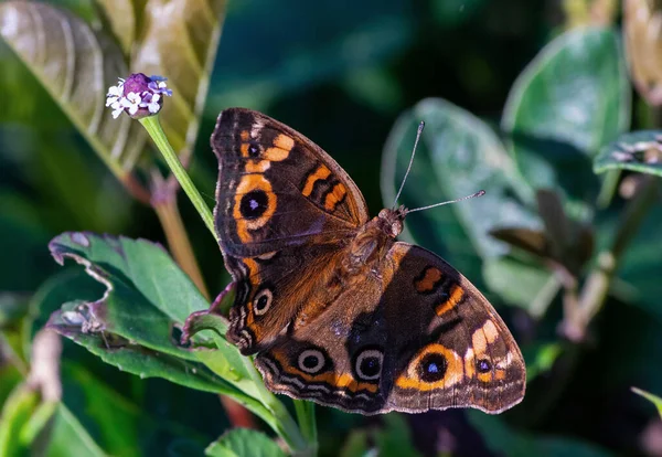 Gros Plan Papillon Brun Tacheté Orange — Photo