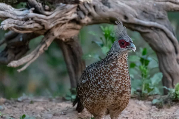 Een Kalij Pheasant Vrouwtje Vogel Zittend Grond — Stockfoto