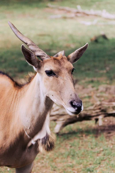 Uzağa Bakan Bir Antilop — Stok fotoğraf