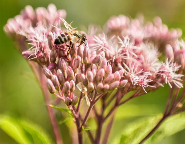 Eine Großaufnahme Einer Biene Auf Einer Blütenpflanze Von Bonesets — Stockfoto