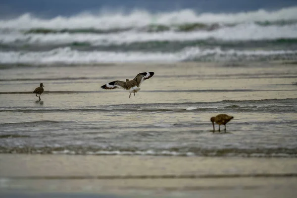 Piękne Ujęcie Niektórych Ptaków Plaży Pobliżu Morza — Zdjęcie stockowe