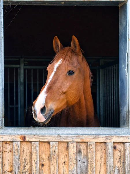 Piękny Brązowy Koń Boksie — Zdjęcie stockowe