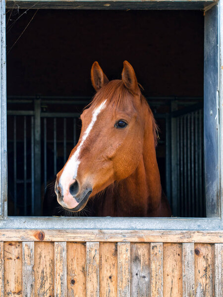 A beautiful brown horse in the stall