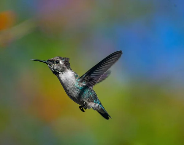 Shallow Focus Shot Zunzuncito Bird — Stock Photo, Image