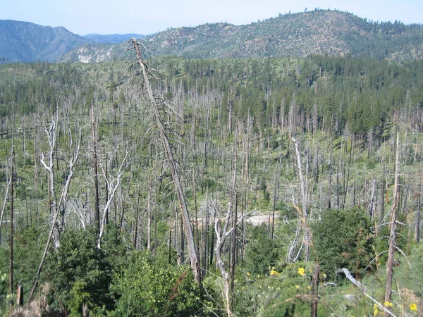 Una Vista Panoramica Pendio Verde Coperto Alberi Una Catena Montuosa — Foto Stock