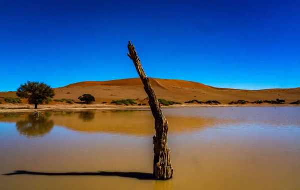 Dead Tree Pool Water Sand Dunes Background Namib Desert — Stock Photo, Image