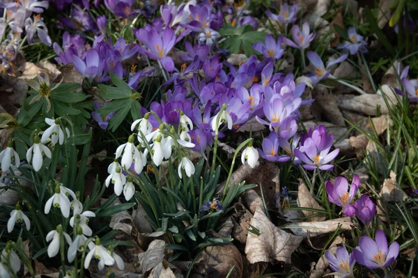 Closeup Purple Crocuses Snowdrops Meadow Early Spring — Stock Photo, Image