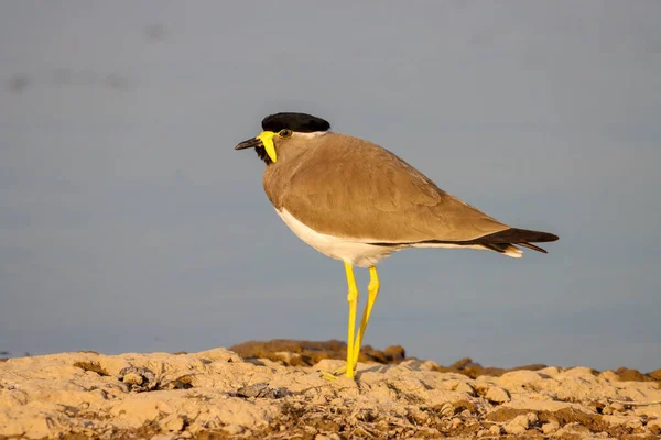 Eine Nahaufnahme Eines Kiebitzvogels Ufer Eines Sees — Stockfoto