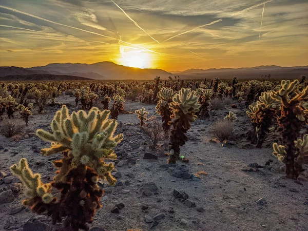 Kaktus Rośliny Pustyni Przed Malowniczym Zachodem Słońca — Zdjęcie stockowe