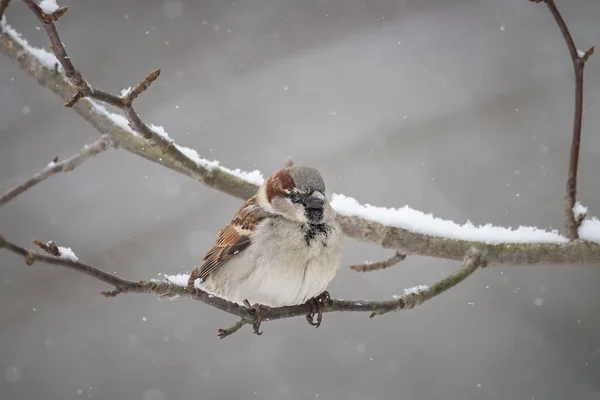 Männlicher Haussperling Passer Domesticus Hockt Auf Kleie — Stockfoto