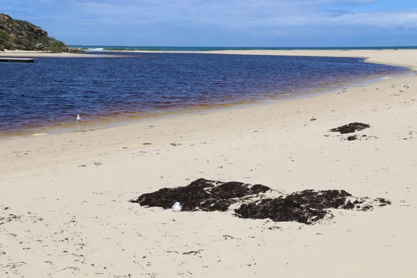 砂浜の雑草とムーア川のカモメ ギルダートン 西オーストラリア州 — ストック写真
