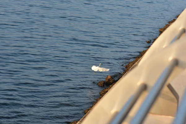 Una Hermosa Vista Una Gaviota Volando Por Paseo Marítimo —  Fotos de Stock