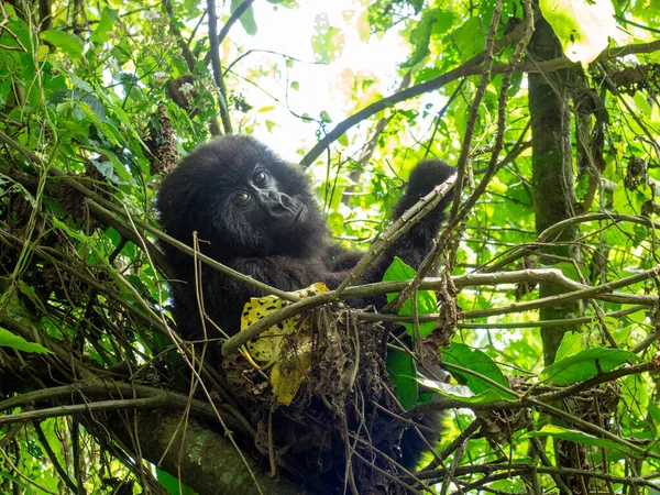 Een Jonge Gorilla Een Boom Virunga National Park Albertine Rift — Stockfoto