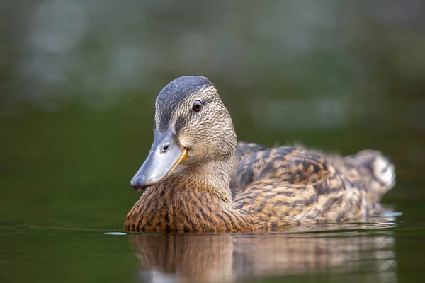 Beau Colvert Flottant Dans Lac — Photo