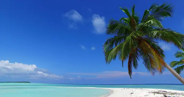 Die Palmen Sandstrand Meer Einem Sonnigen Tag — Stockfoto