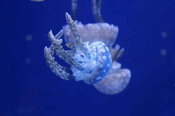 Gros Plan Méduses Dans Eau Bleue — Photo