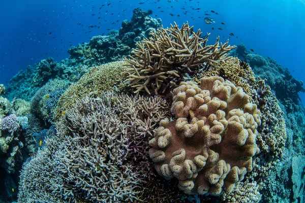 Hermoso Colorido Arrecife Coral Que Vive Gran Barrera Coral Cairns —  Fotos de Stock