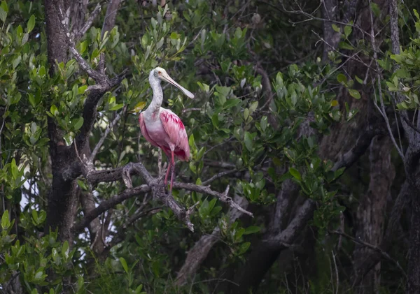 Beau Cliché Oiseau Spatule Rose Debout Sur Une Branche Arbre — Photo