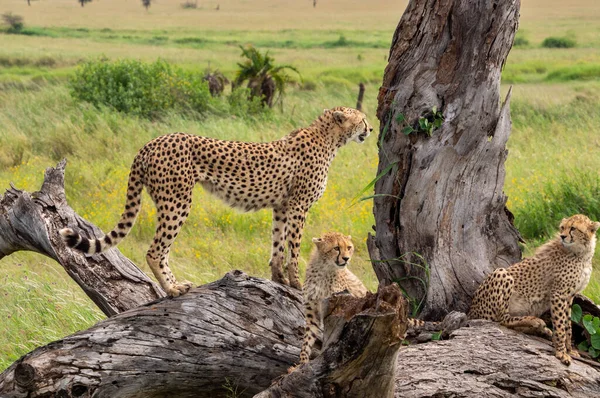 Gepárdok Koalíciója Egy Körül Zsákmányt Keresve Tanzániai Serengeti Nemzeti Parkban — Stock Fotó