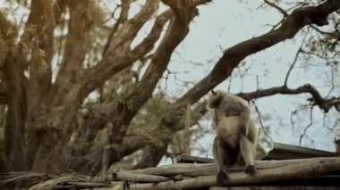 Kırsal bir evin çatısında oturan Gri Hanuman Langur maymunu çevreyi izliyor.