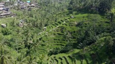 Ubud, Bali, Endonezya 'da manzaralı yeşil Tegagalang Rice Terrace manzarası