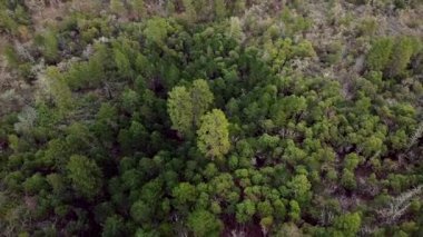 Kuzey Amerika 'daki yamaçtaki orman ağaçlarının üzerinden ve üstünden hava görüntülü insansız hava aracı çekildi. Bu üstgeçit saat yönünde tirbuşon manevrası küçük ve ölü ağaçları gösterir