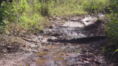 Ormanda çamurlu bir zemin üzerinde akan küçük bir derenin yakın çekim görüntüleri.