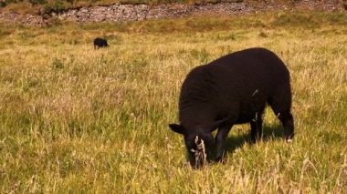 İki kara koyun güneşli bir günde çayırlarda otluyor.