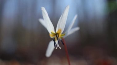 Erythronium den-canis çiçeğinin seçici bir örneği.
