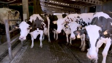 Ahırdaki çitlerin arkasındaki inek ahırında siyah, kahverengi ve beyaz benekli sığır manzarası.