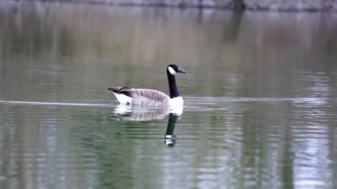 Gün boyunca gölün sakin sularında yüzen Kanadalı bir kazın güzel bir görüntüsü. Suda görünür bir yansımayla.