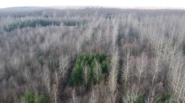 Kuru yaprak döken bir ormanın havadan görünüşü