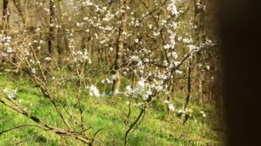 Bahçede beyaz çiçekler açan bir ağaç.