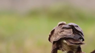 Bir ağaç dalında oturan küçük bir çakal akbaba kuşunun yakın plan çekimi.