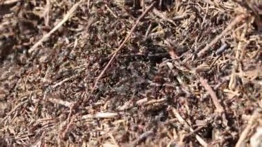 Tahta çatlamış çubuklardaki sayısız formika çıkıntısının yakın çekim görüntüleri.