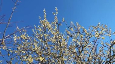 Mavi gökyüzüne karşı ağaç dallarında beyaz kiraz çiçeklerinin doğal bir görüntüsü.