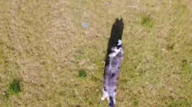 Bir Border collie 'nin yüksek açılı görüntüsü