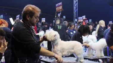 Kasım 2018 'de Barselona' da bir köpek güzellik yarışması düzenleniyor.