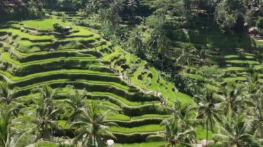 Ubud, Bali, Endonezya 'da manzaralı yeşil Tegagalang Rice Terrace manzarası