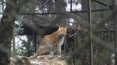 Sıradan leopar, leopar, vahşi kedi, büyük kedi, jaguar, kaplan, hayvanat bahçesinde leopar