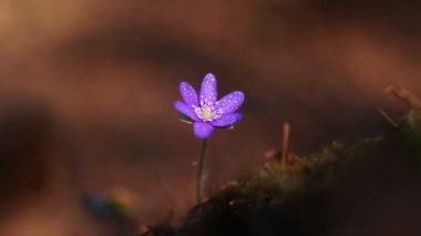 Orman zemininde çiy damlaları olan mor bir Hepatica transsilvanica çiçeğinin seçici bir odağı
