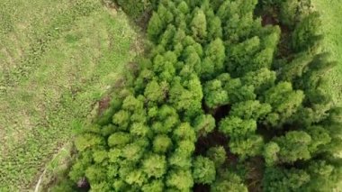 Portekiz, Sao Miguel Adası 'ndaki kozalaklı ormanların hava görüntüsü, DJI MAVIC 3 CINE ile çekildi.