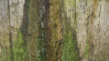 Eski ahşap bir yüzeyde akan suya yakın çekim.