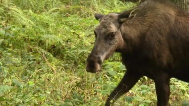 Yeşil ormandaki bir geyik manzarası