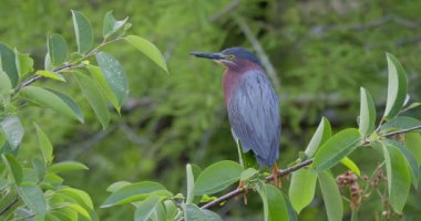 Florida 'lı yeşil balıkçıl kuşunun ağaç dalına tünediği seçici bir odak noktası.